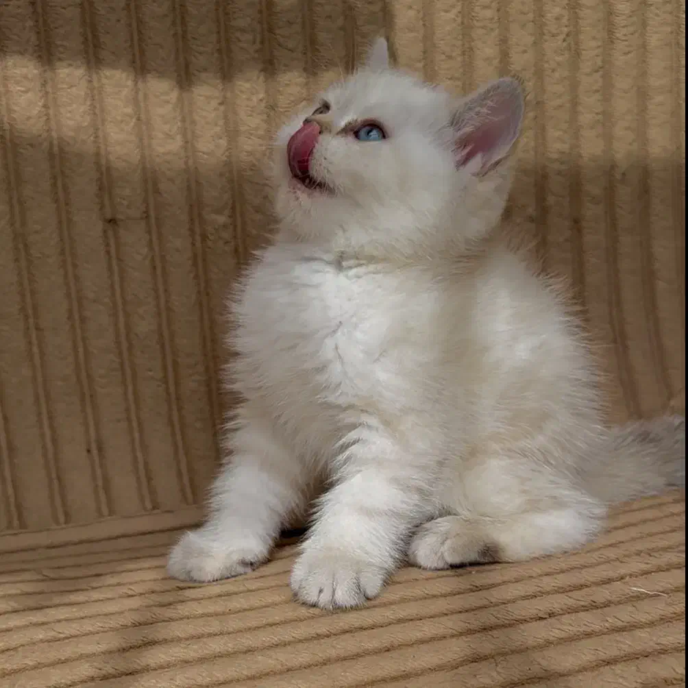 گربه بریتیش|گربه|تهران, سعادت‌آباد|دیوار