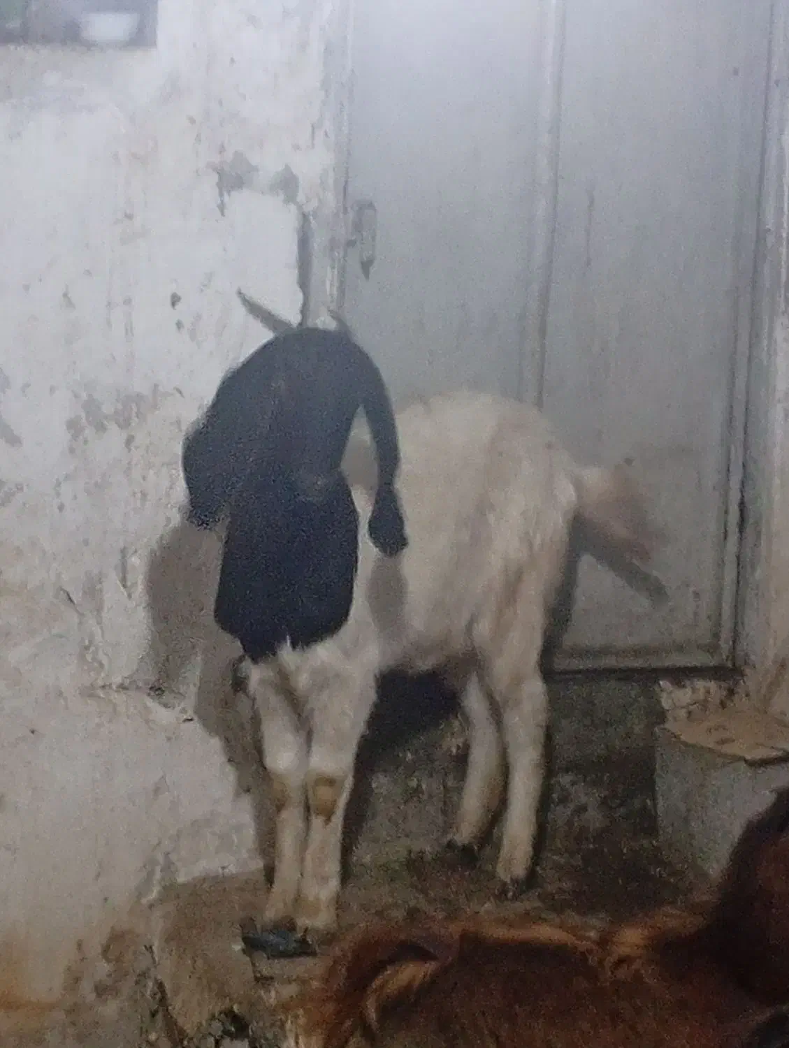 سه عدد بزیکی نر دوتا ماده|حیوانات مزرعه|همدان, |دیوار