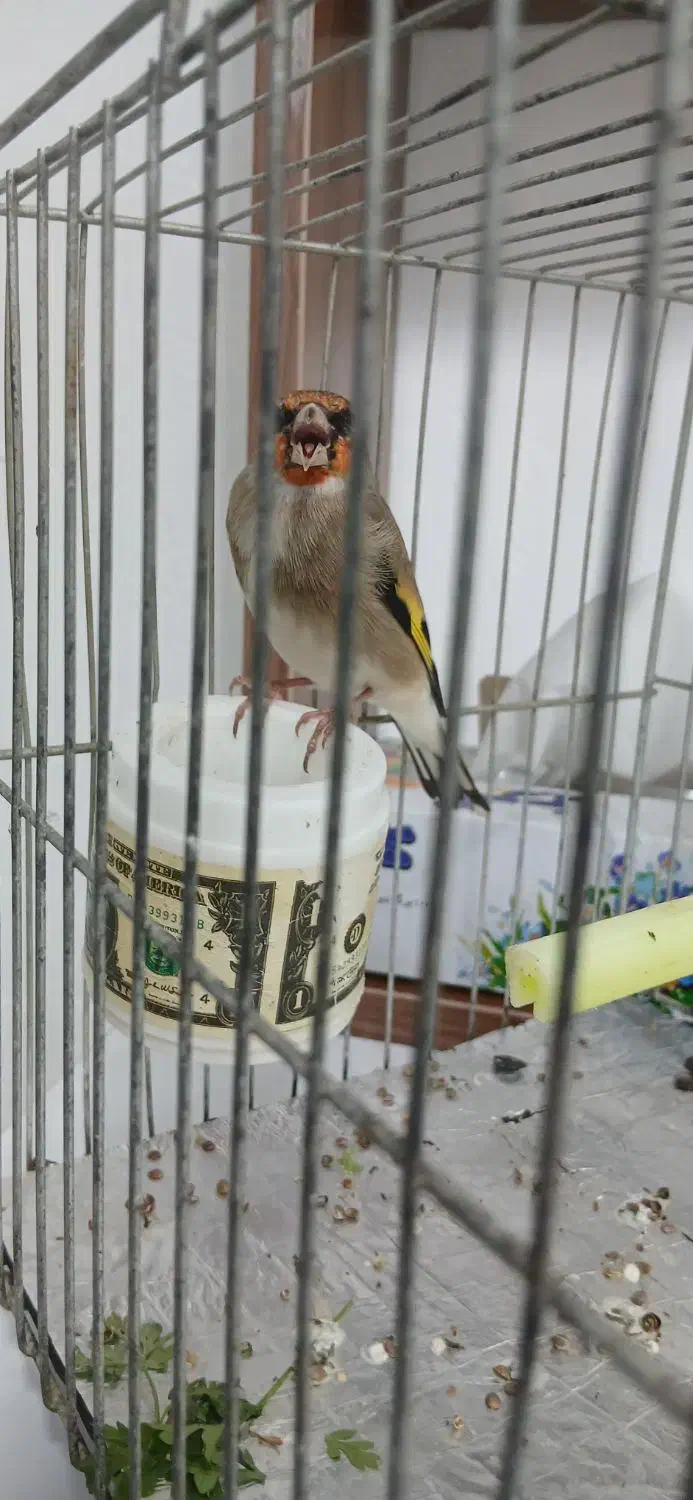 سهره کرمانی نر|پرنده|بجنورد, |دیوار