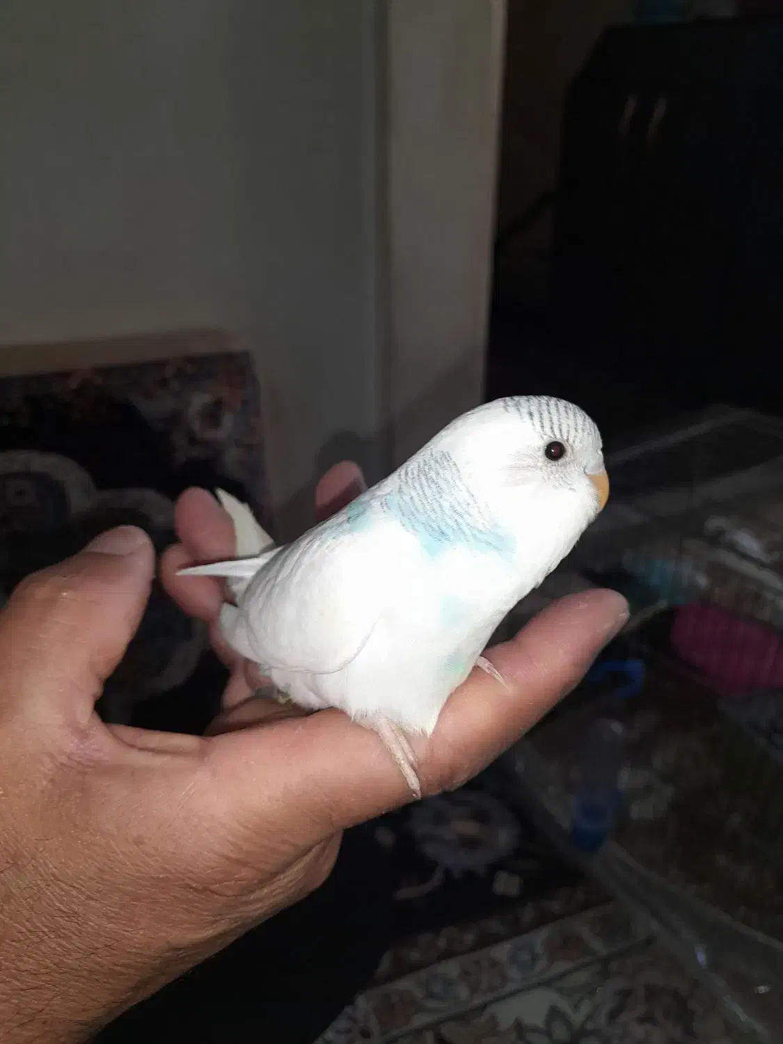 چند مرغ عشق همراه با جوجه.قفس و تمام تجهیزات|پرنده|بیجار, |دیوار