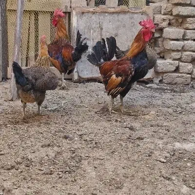 تخم مرغ خوراکی محلی روستایی|خوردنی و آشامیدنی|فردیس, شهرک وحدت|دیوار