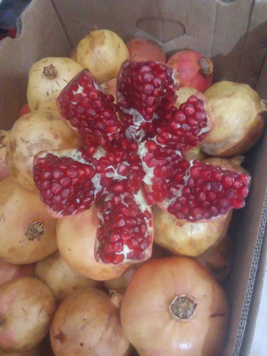 انار یزد ربی و خوردنی کیفیت یک منظور از 70ربی هست|خوردنی و آشامیدنی|فلارد, |دیوار