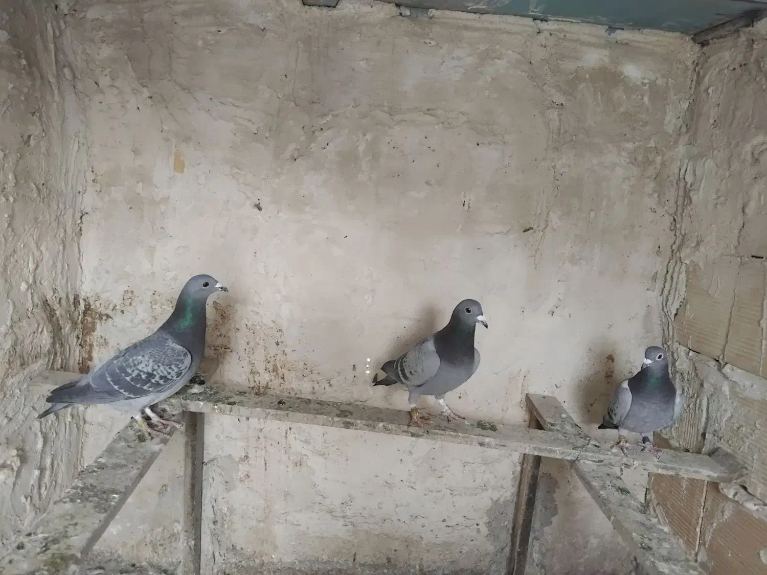 کبوتر مسافتی|پرنده|لاجان, |دیوار