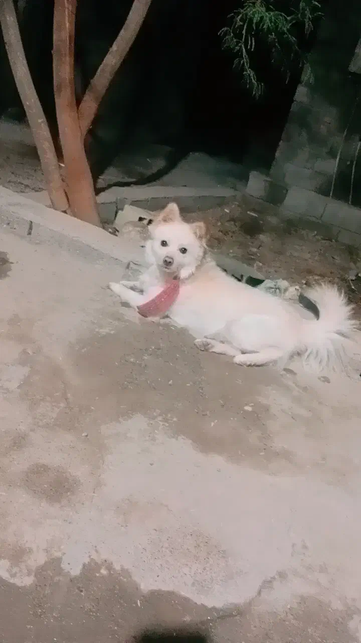 سگ پامر روباهی|سگ|جیرفت, |دیوار