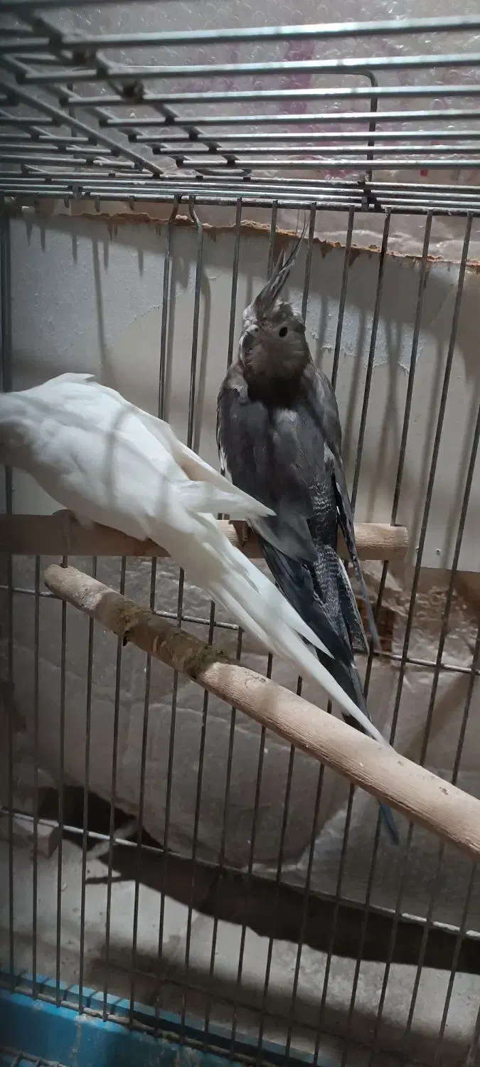 عروس هلندی آلبینو ووایت|پرنده|شهریار, شهرک امیریه|دیوار