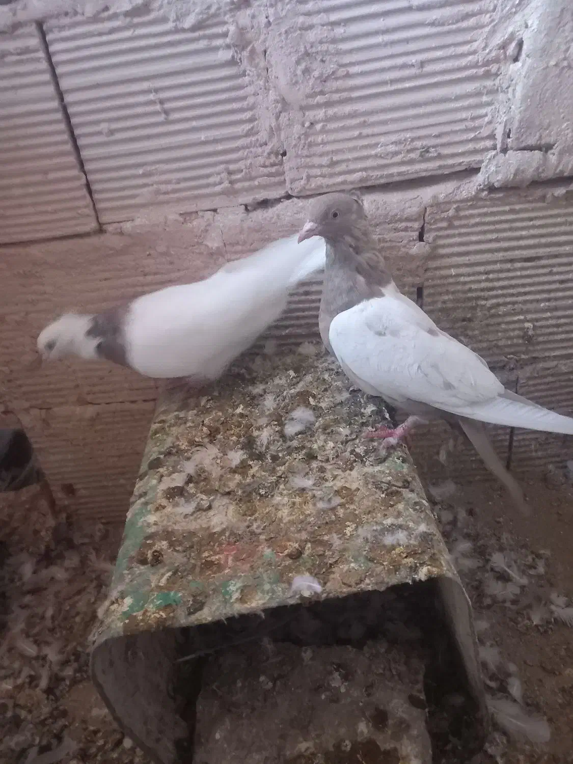 سینه و طوقی|پرنده|عطاملک, |دیوار