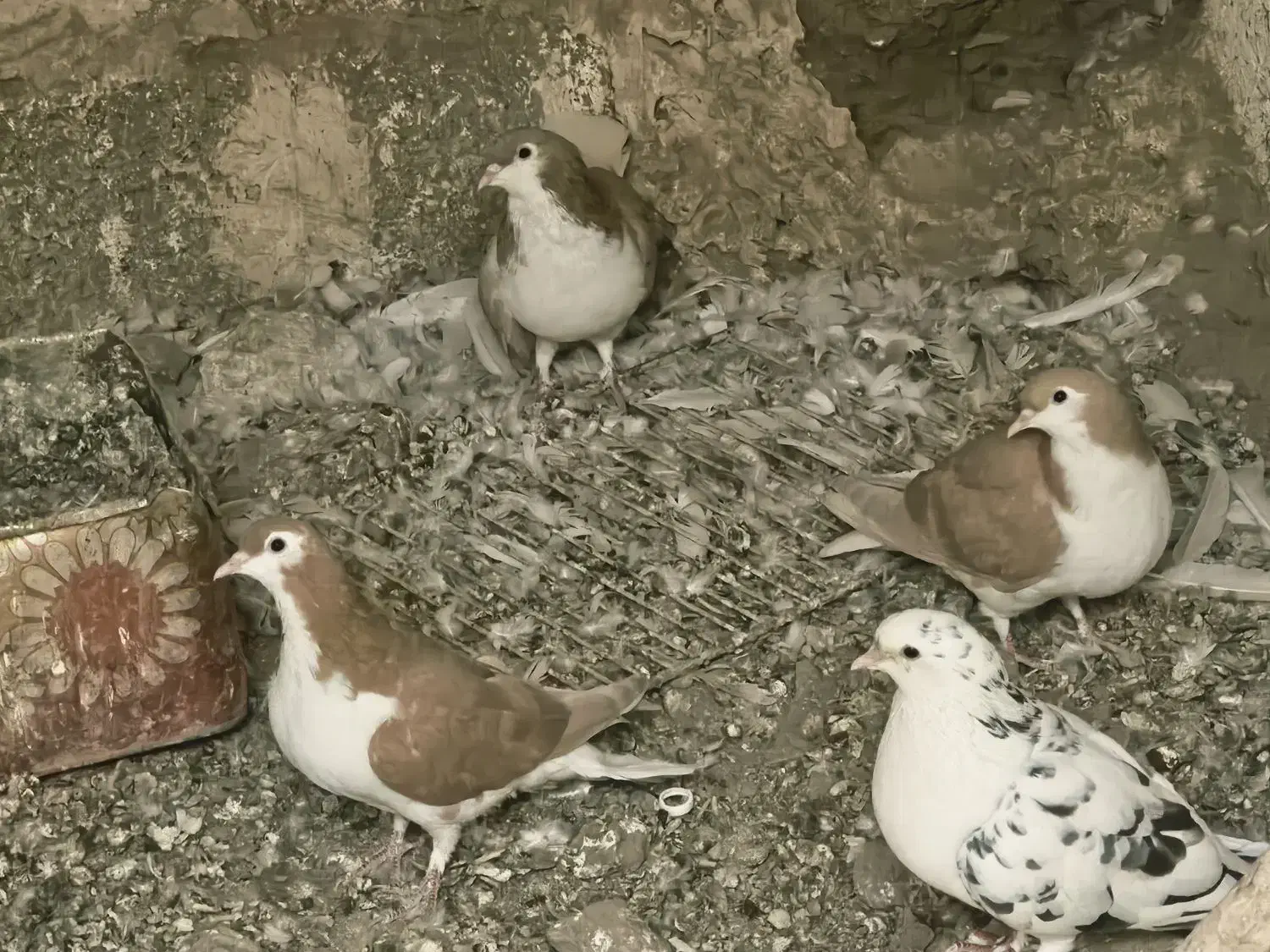 ساده جوجه تک پر|پرنده|مه ولات, |دیوار