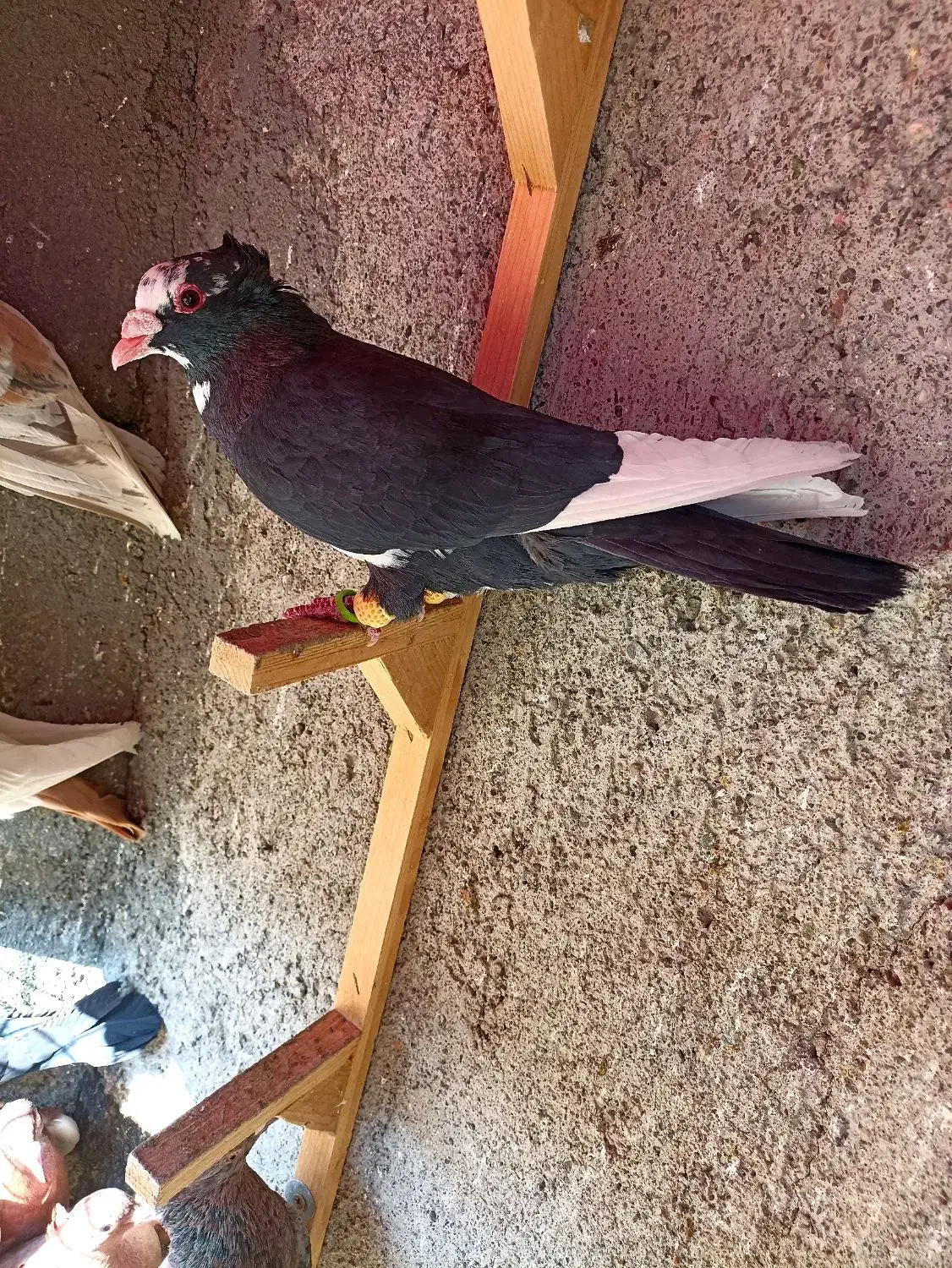 کبوترعطیقه|پرنده|مشهد, هفده شهریور|دیوار