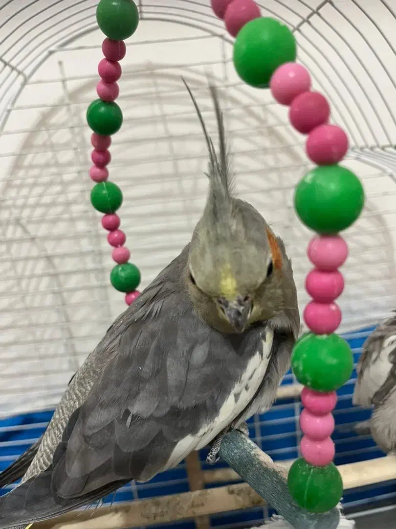 عروس هلندی سخنگو|پرنده|سمیرم, |دیوار