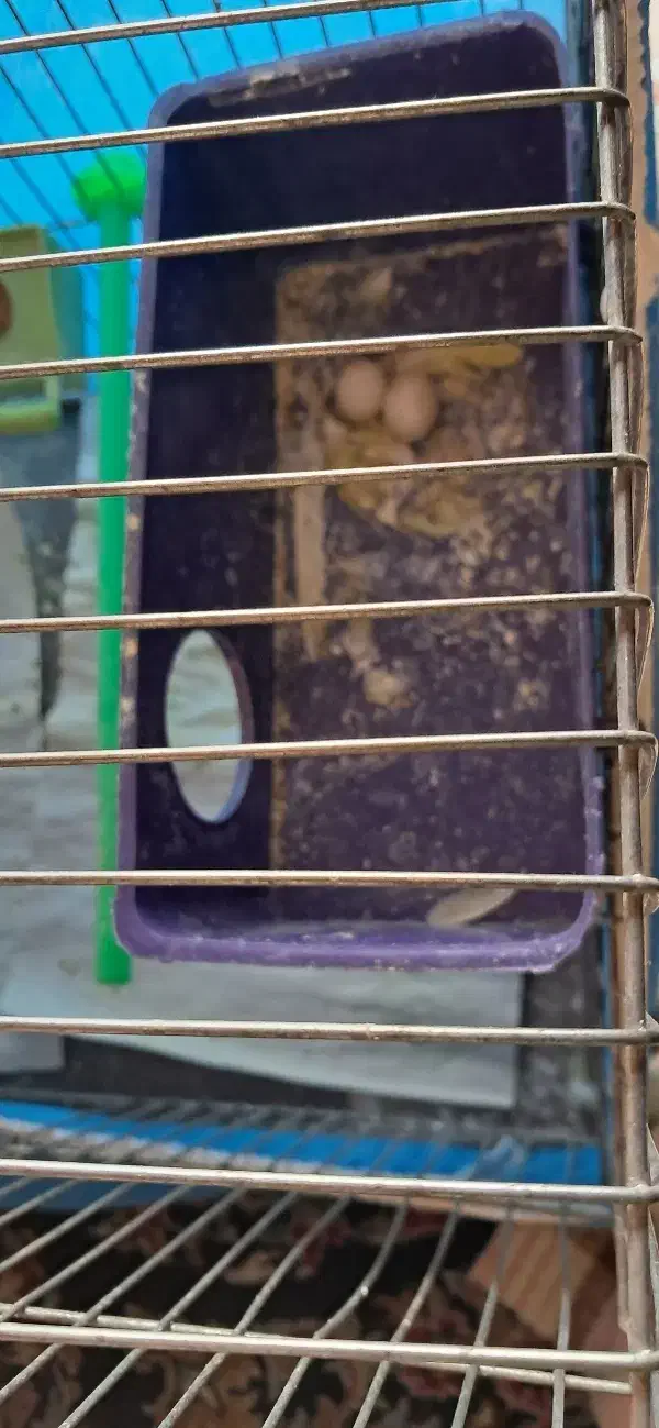 مرغ عشق مولد|پرنده|اصفهان, کوی امام|دیوار