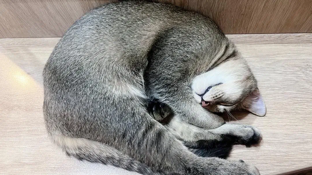 گربه اسکاتیش|گربه|اصفهان, شیخ اشراق|دیوار