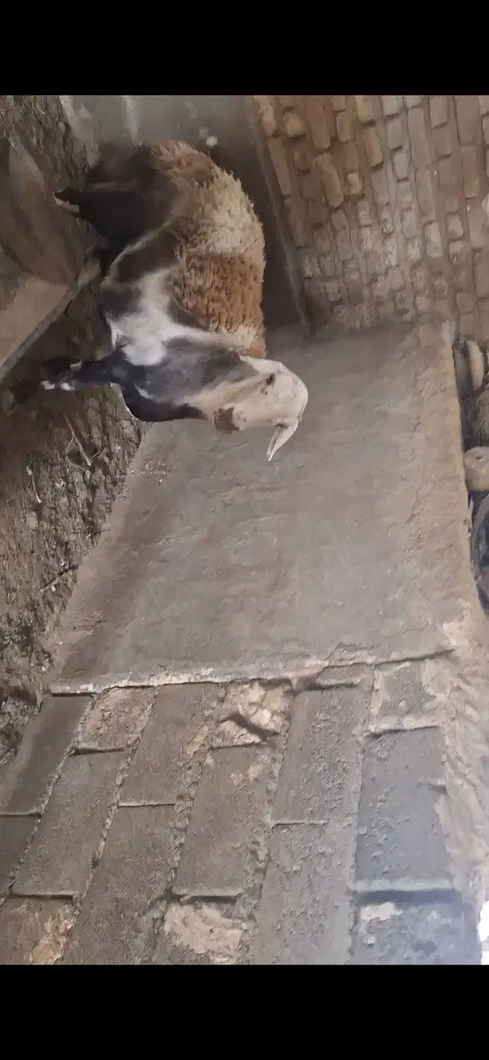 گوسفند پلنگی|حیوانات مزرعه|مشهد, کارده|دیوار