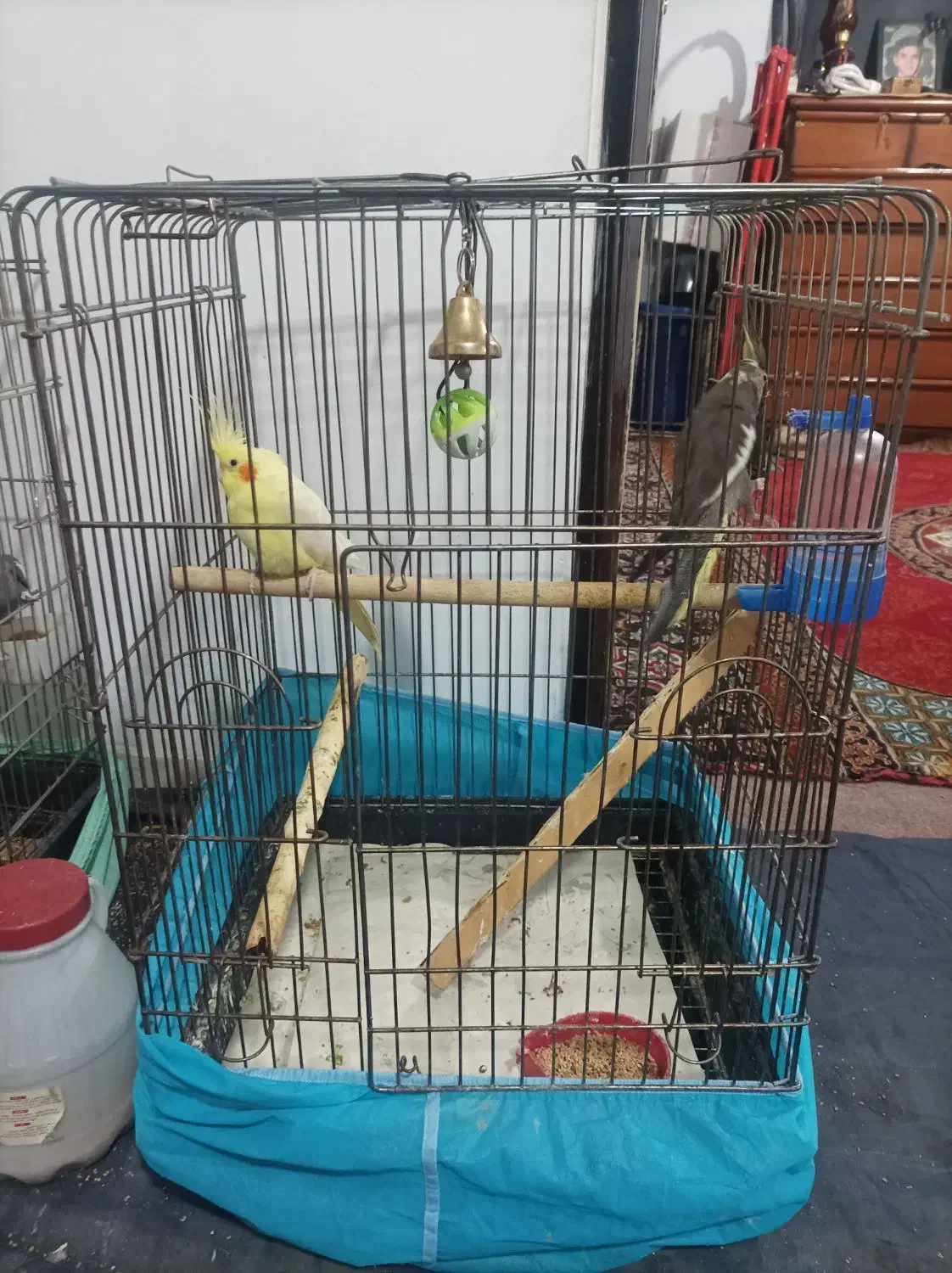 دوجفت عروس هلندی|پرنده|تهران, دولتخواه شمالی|دیوار