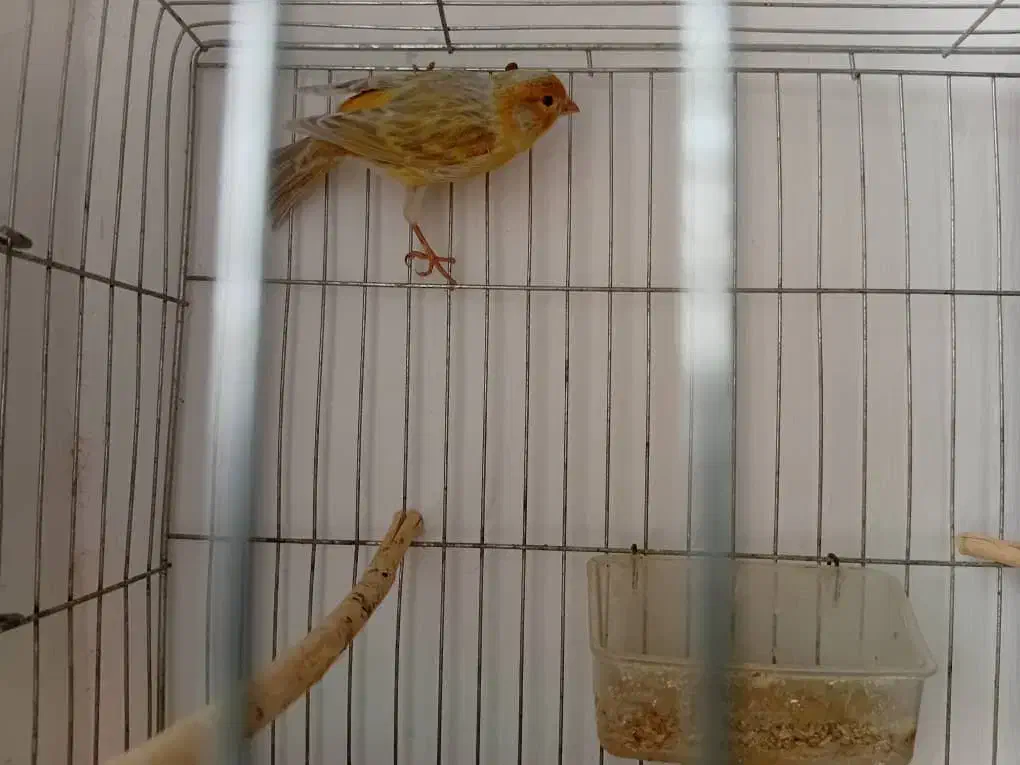 تعدادی قناری|پرنده|رودسر, |دیوار