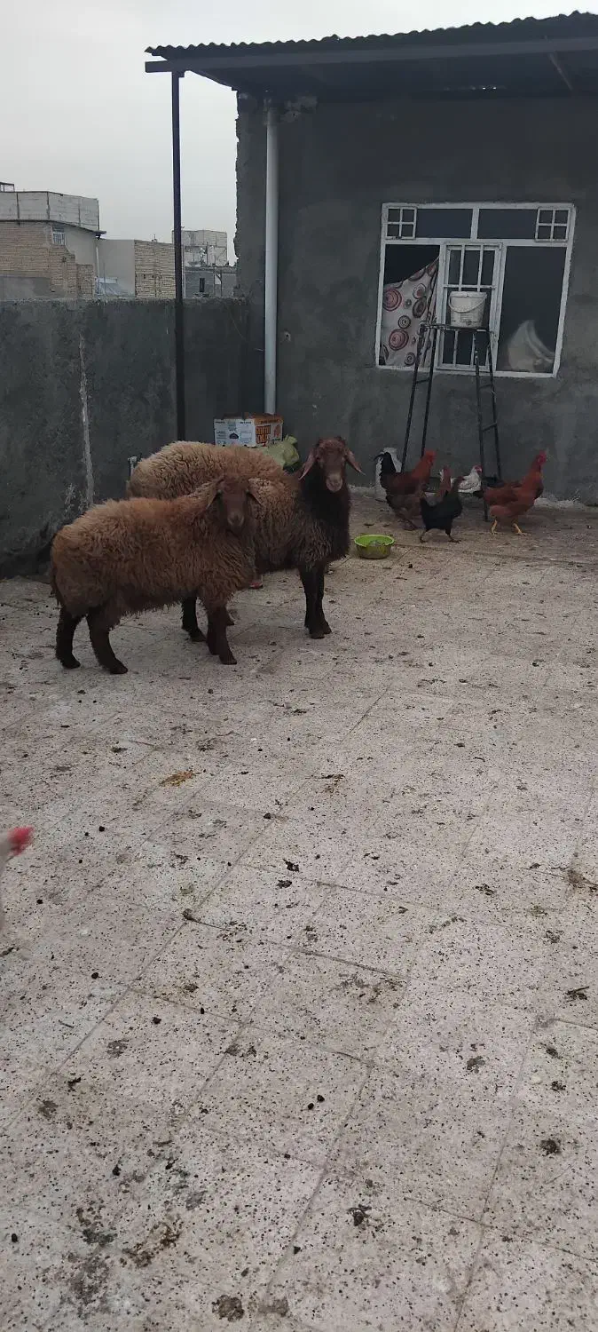 بره نر چاق خونی|حیوانات مزرعه|مشهد, بهمن|دیوار