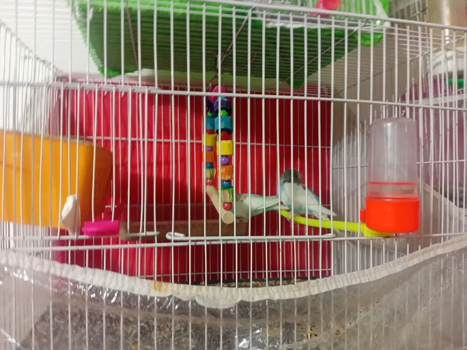 مرغ عشق جفت  ۴۰۰|پرنده|مشهد, شهرک شیرین|دیوار