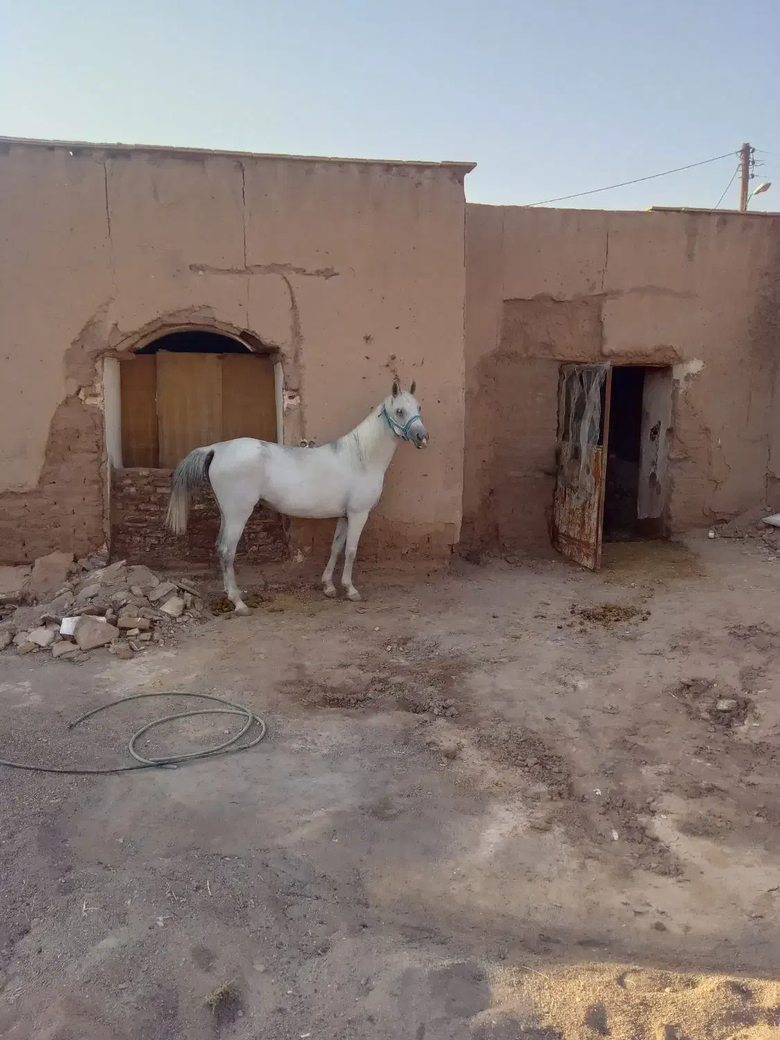 اسب|اسب و تجهیزات اسبسواری|رفسنجان, |دیوار