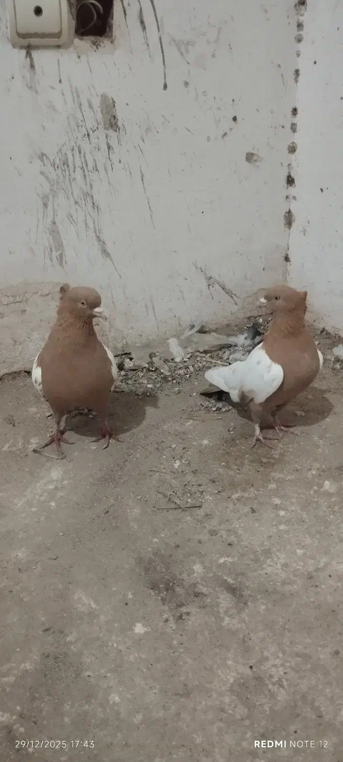 کفتر|پرنده|رضویه, |دیوار