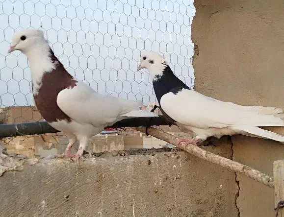 طوقی و پرشی|پرنده|قم, دروازه ری|دیوار