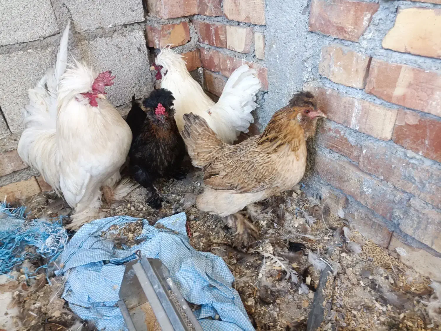 مرغ و خروس پاکوتاه چینی|حیوانات مزرعه|پیرانشهر, |دیوار