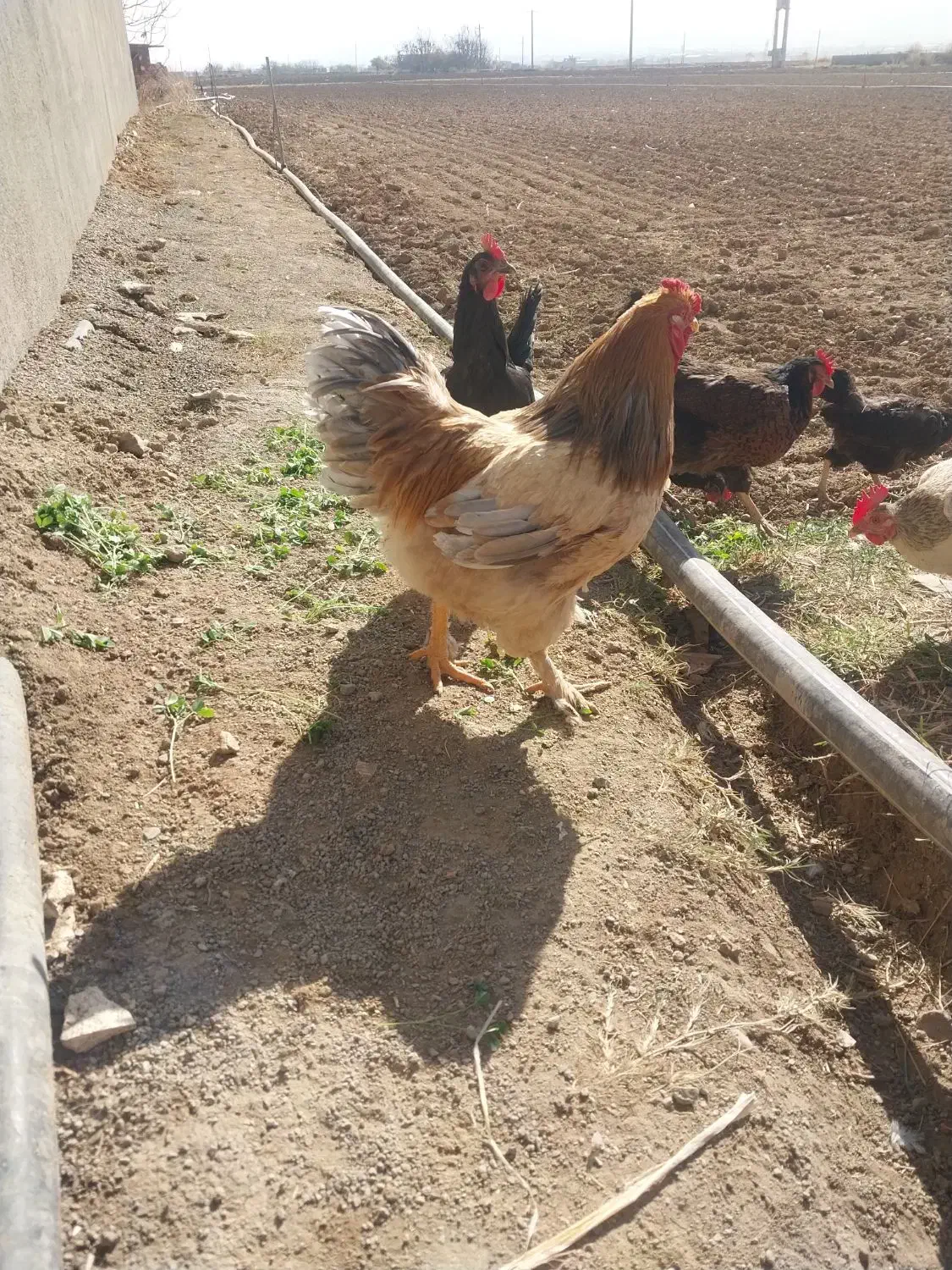 خروس ۱۸۰۰|حیوانات مزرعه|صالح آباد, |دیوار