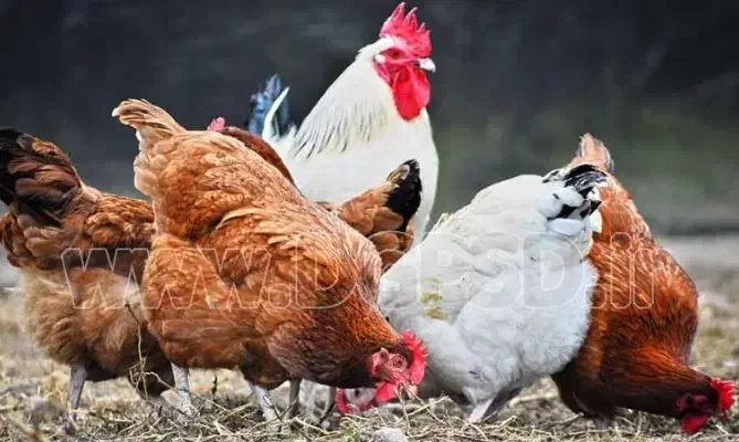 کارگر ساده برای پخش مرغ|استخدام خدمات فروشگاه و رستوران|محمدشهر, محمدشهر|دیوار