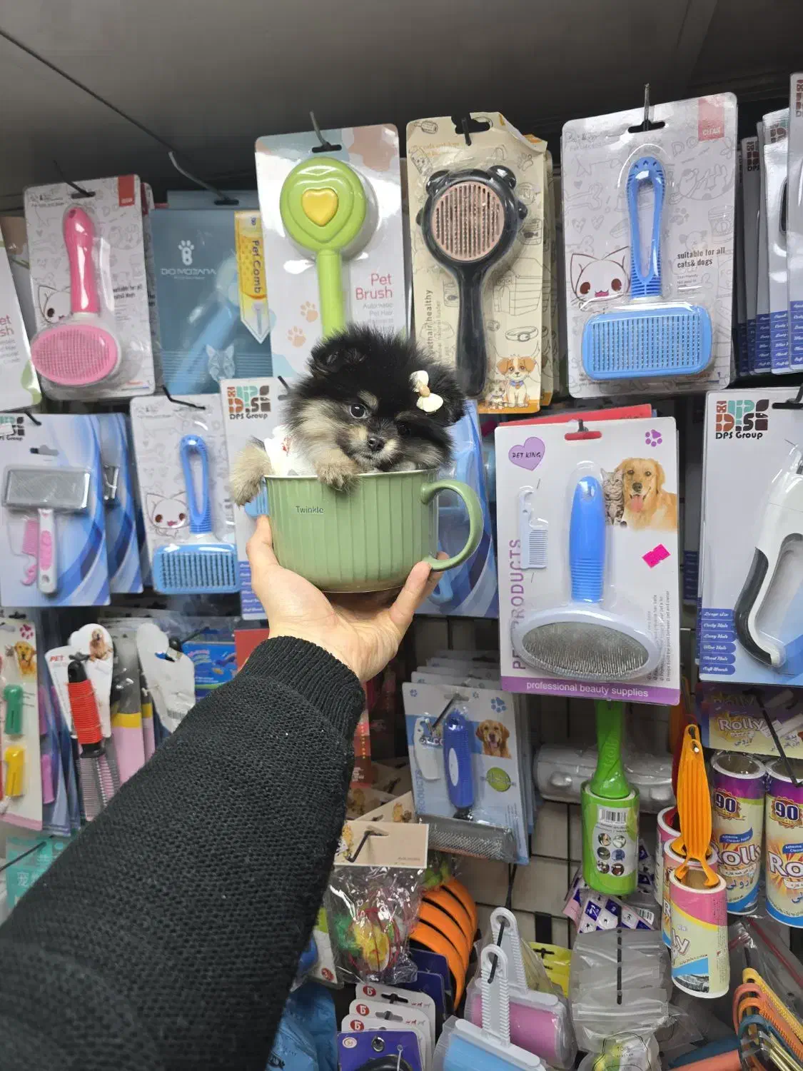 سگ پامرانین میکروسایز|سگ|کرج, شهرک بنفشه|دیوار