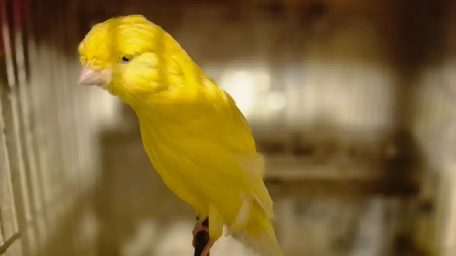 فروش انواع قناری به قیمت مناسب|پرنده|ابهر, |دیوار