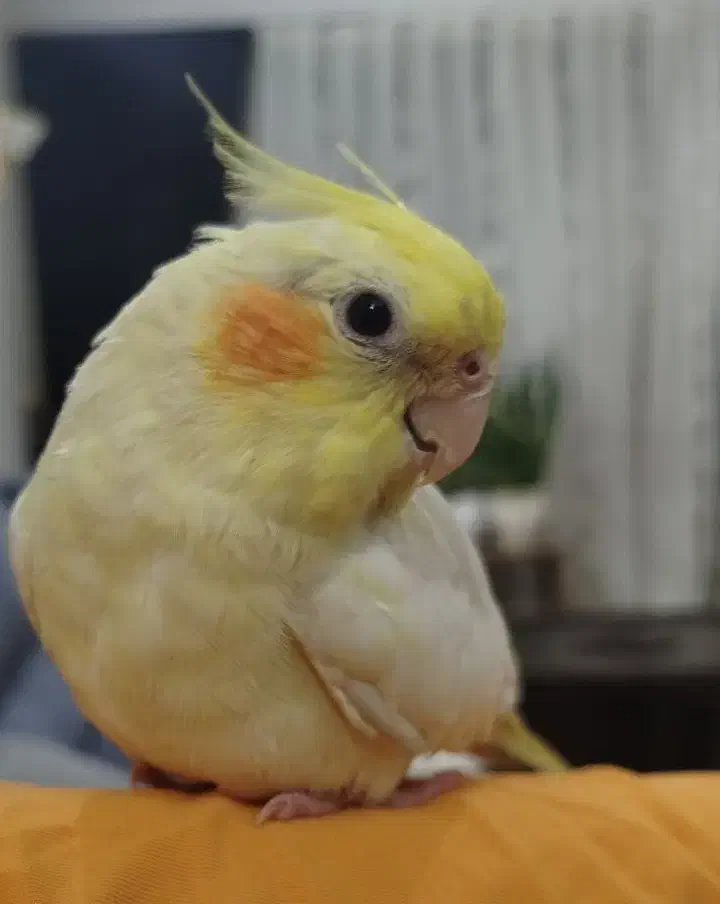 عروس هلندی دستی و سرحال|پرنده|قم, هفت تیر|دیوار