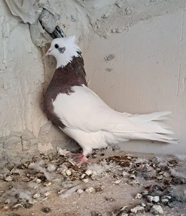 کلفه|پرنده|اردبیل, |دیوار