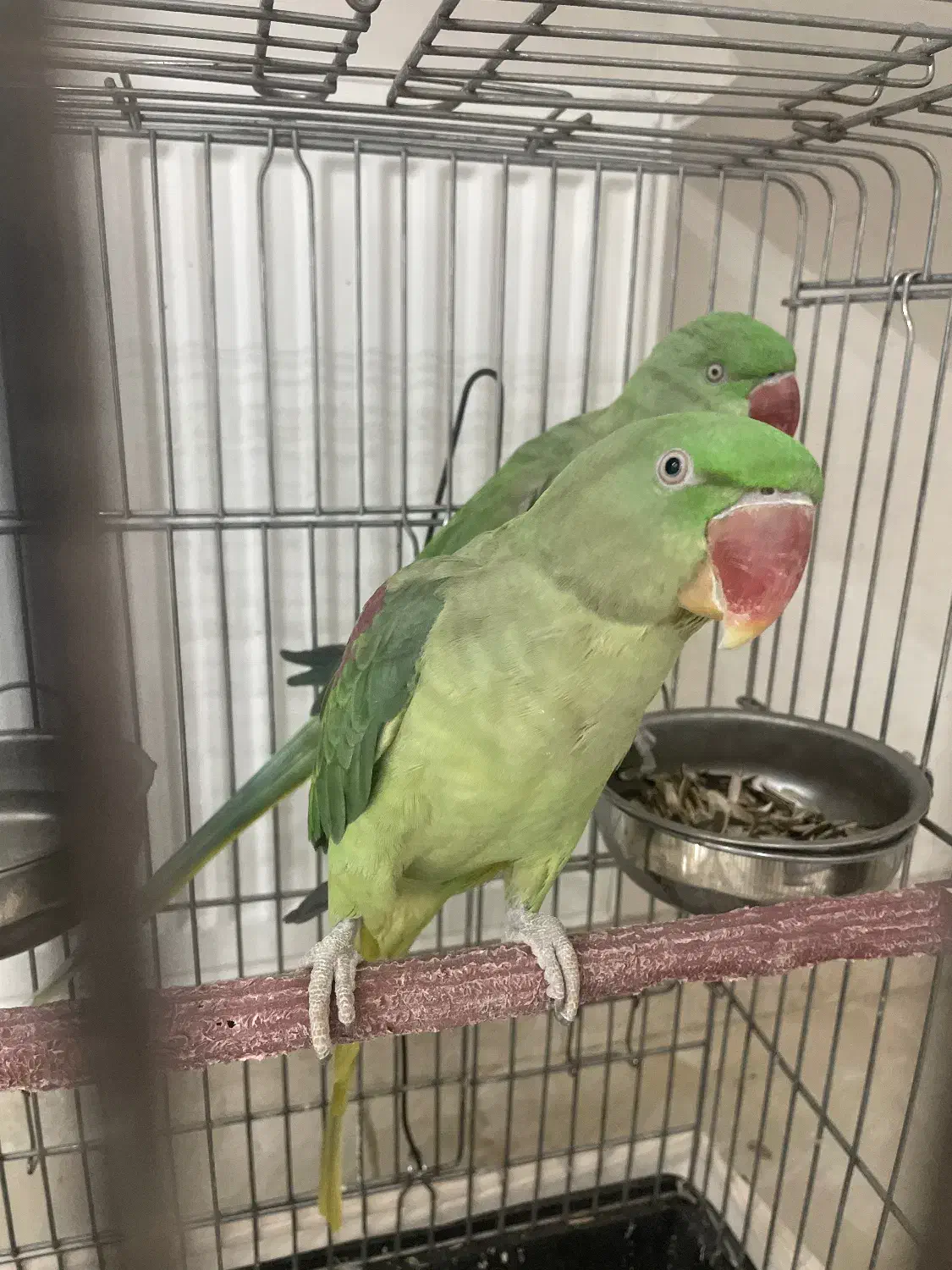 شاه طوطی|پرنده|قیامدشت - خاورشهر, |دیوار