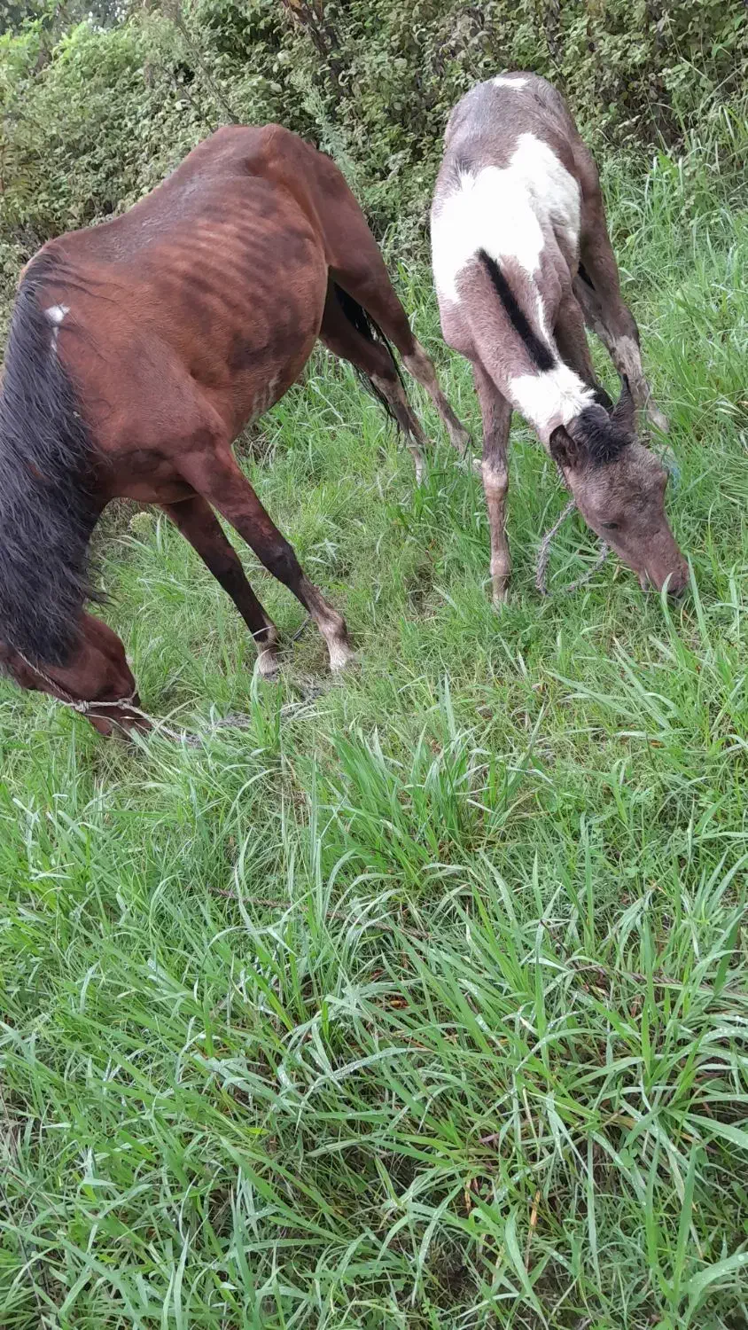مادیان سال چهار با کره نریان ابلغ|اسب و تجهیزات اسب‌سواری|آستانه اشرفیه, |دیوار