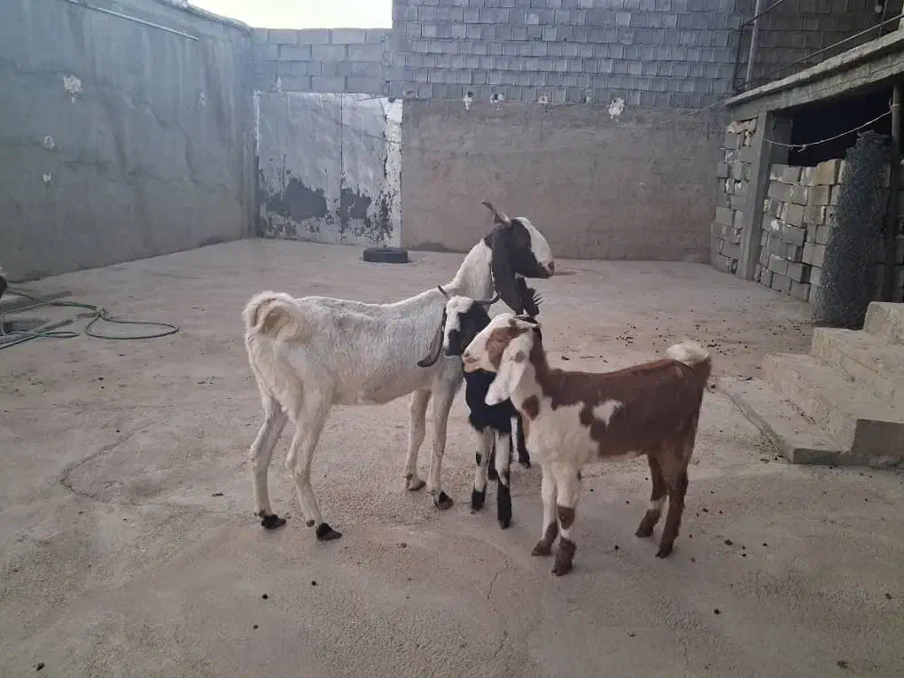 بز دوقولو زا|حیوانات مزرعه|کوهرنگ, |دیوار