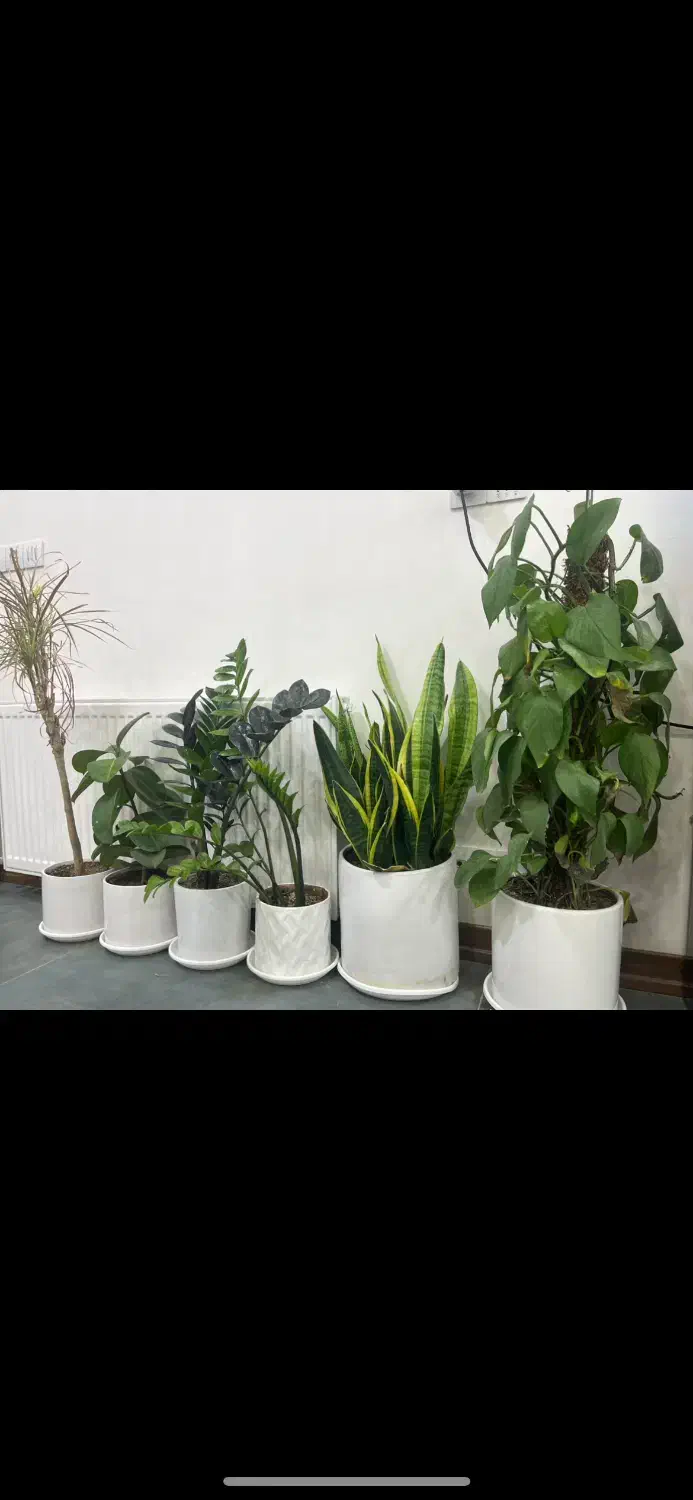 فروش گل و گلدان|گل و گیاه طبیعی|سیرجان, |دیوار