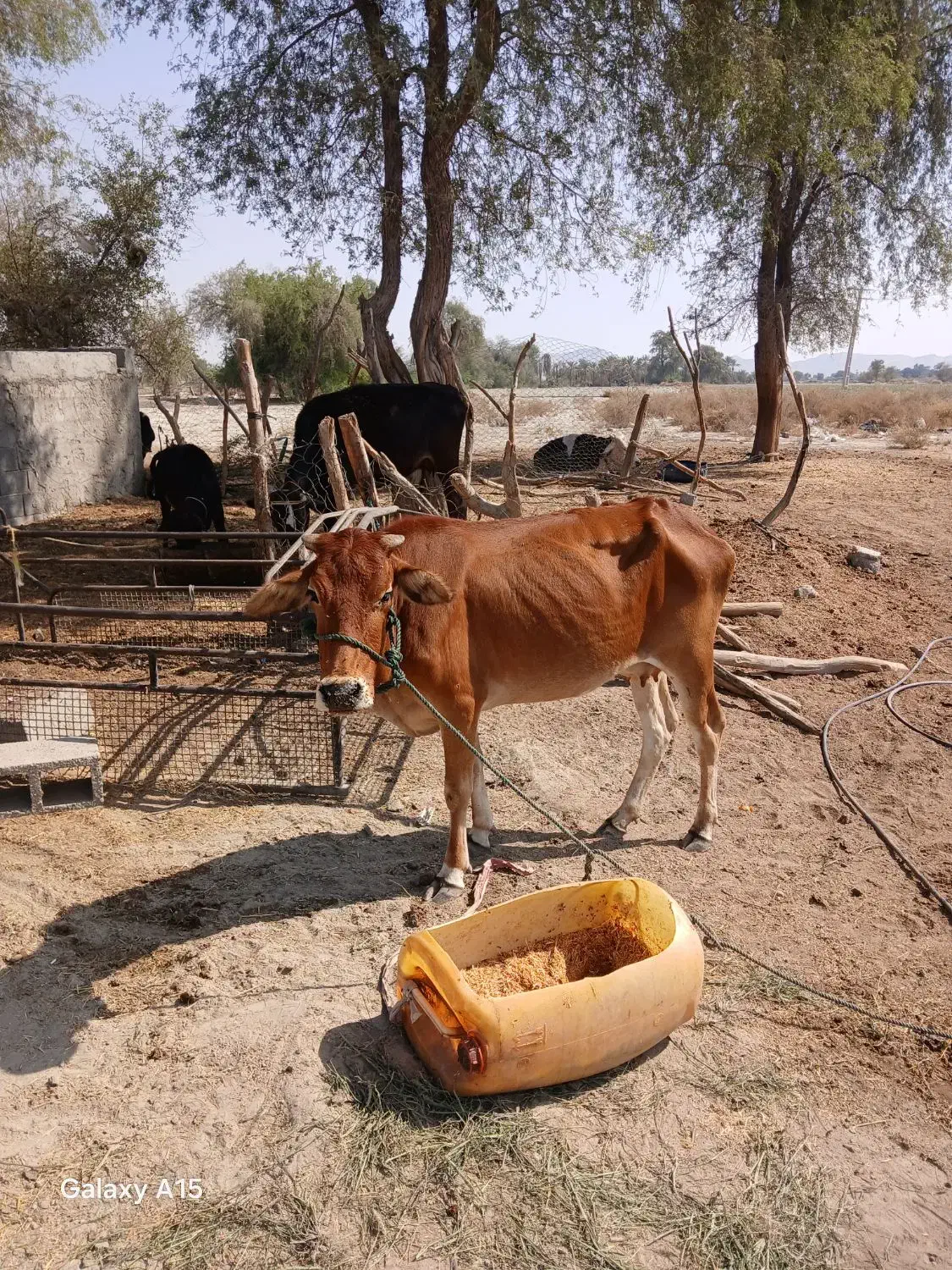 گاو فروشی|حیوانات مزرعه|میناب, |دیوار