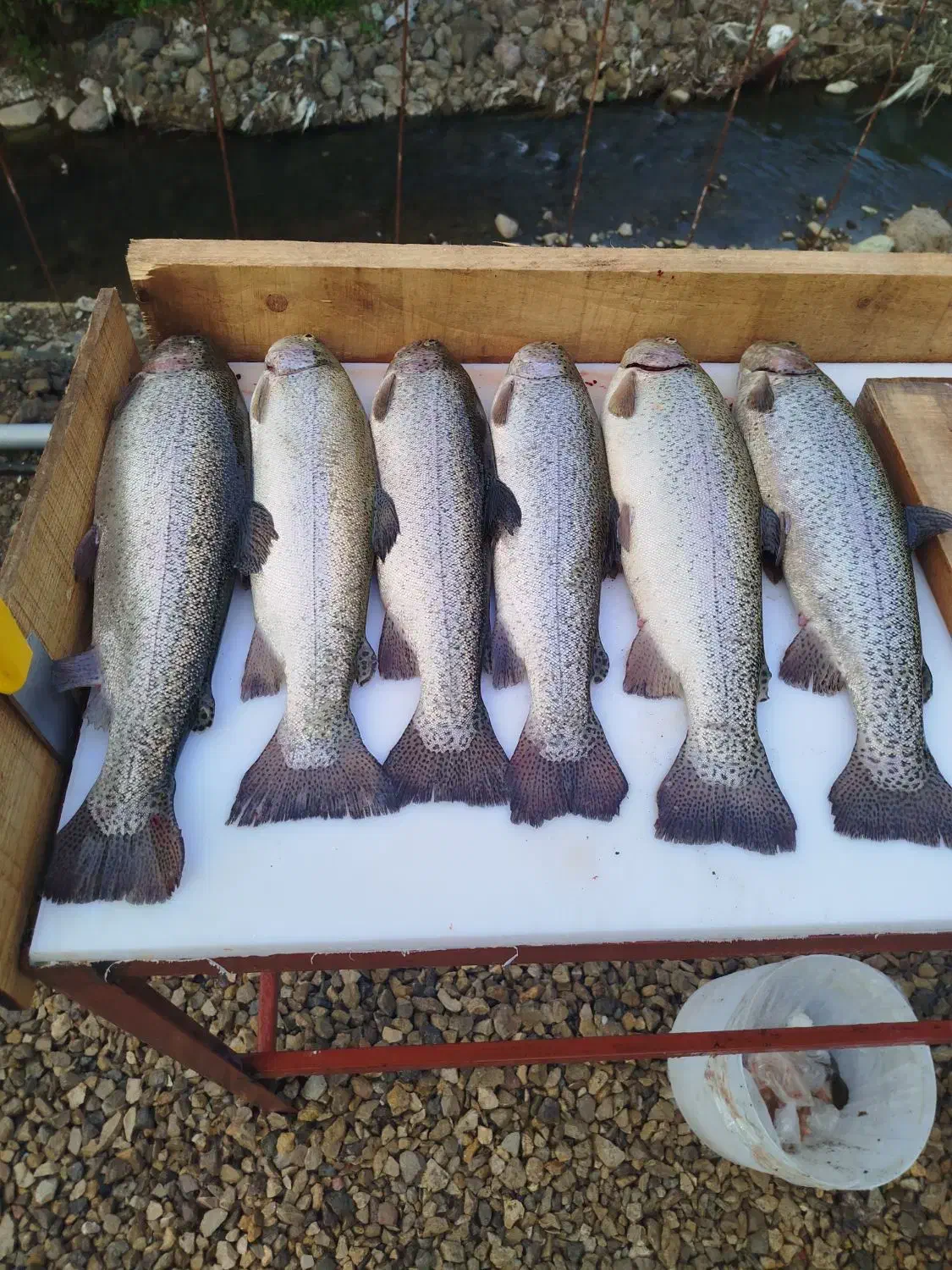 ماهی قزل آلا|ماهی|آستارا, |دیوار