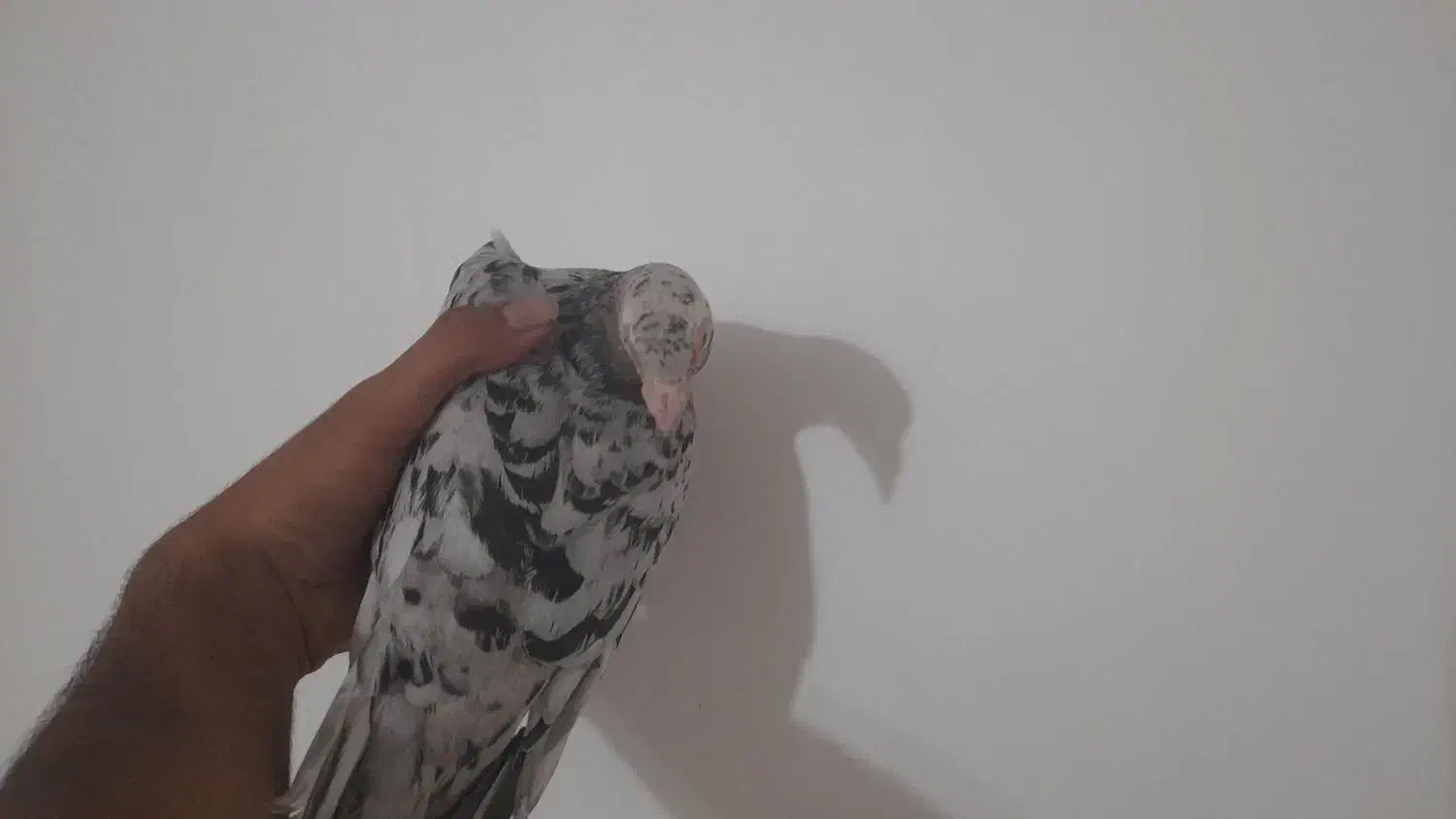 کبوتر گمشده با مژدگانی خوب|پرنده|لنجان, |دیوار