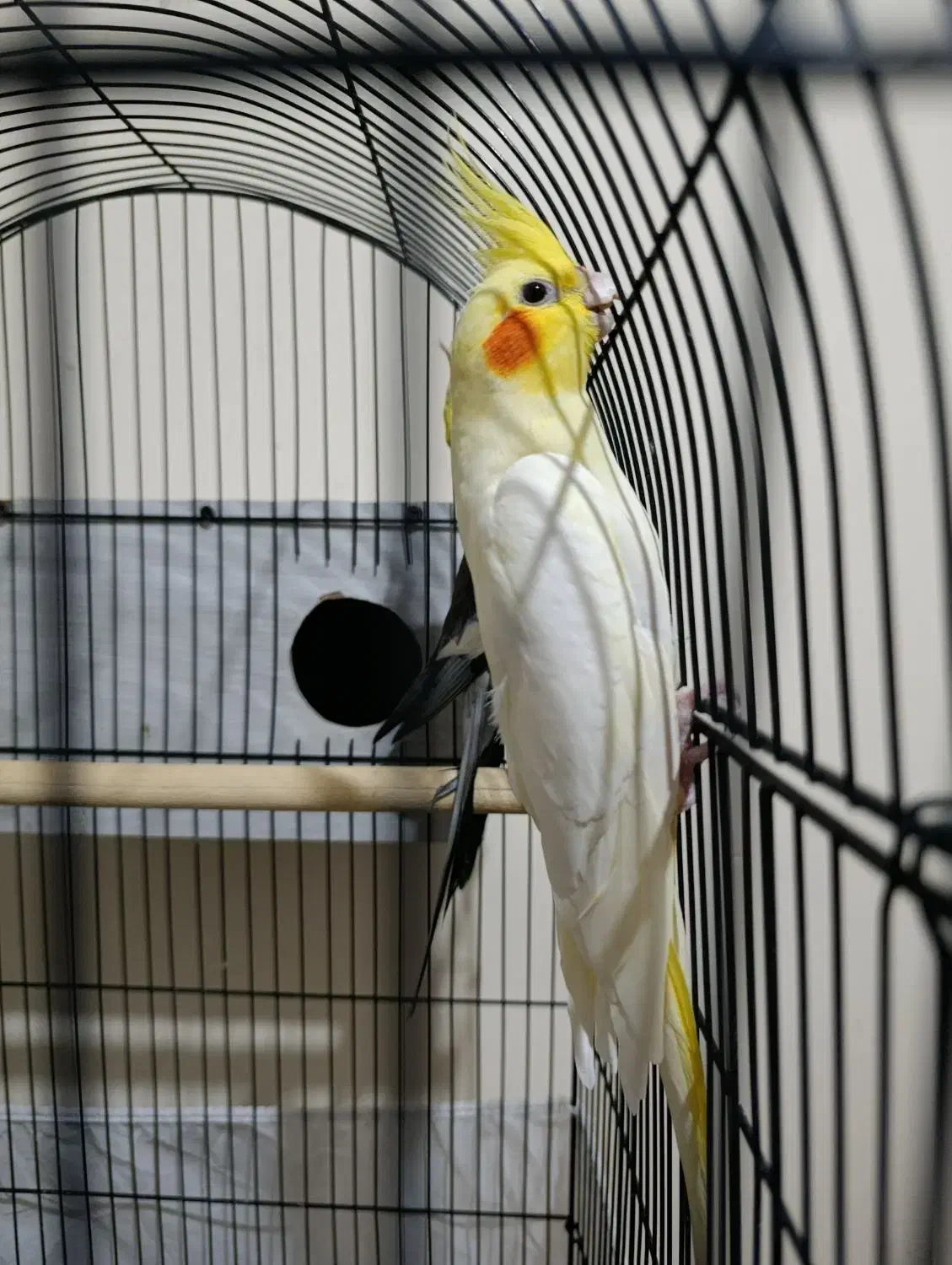 عروس هلندی جفت|پرنده|زنجان, |دیوار