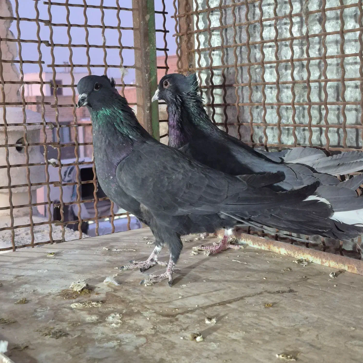 کبوتر دولا دولا|پرنده|خمینی‌شهر, |دیوار