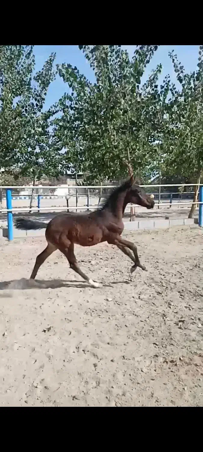 کره دره شور سه ماهه|اسب و تجهیزات اسبسواری|فردوسیه, |دیوار