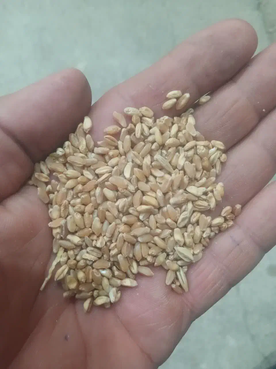 گندم دامی ۷۳|لوازم جانبی حیوانات|آبدانان, |دیوار