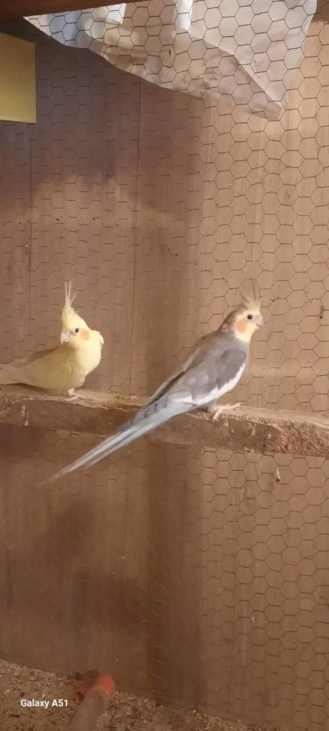 عروس هلندی|پرنده|کهریزک, |دیوار