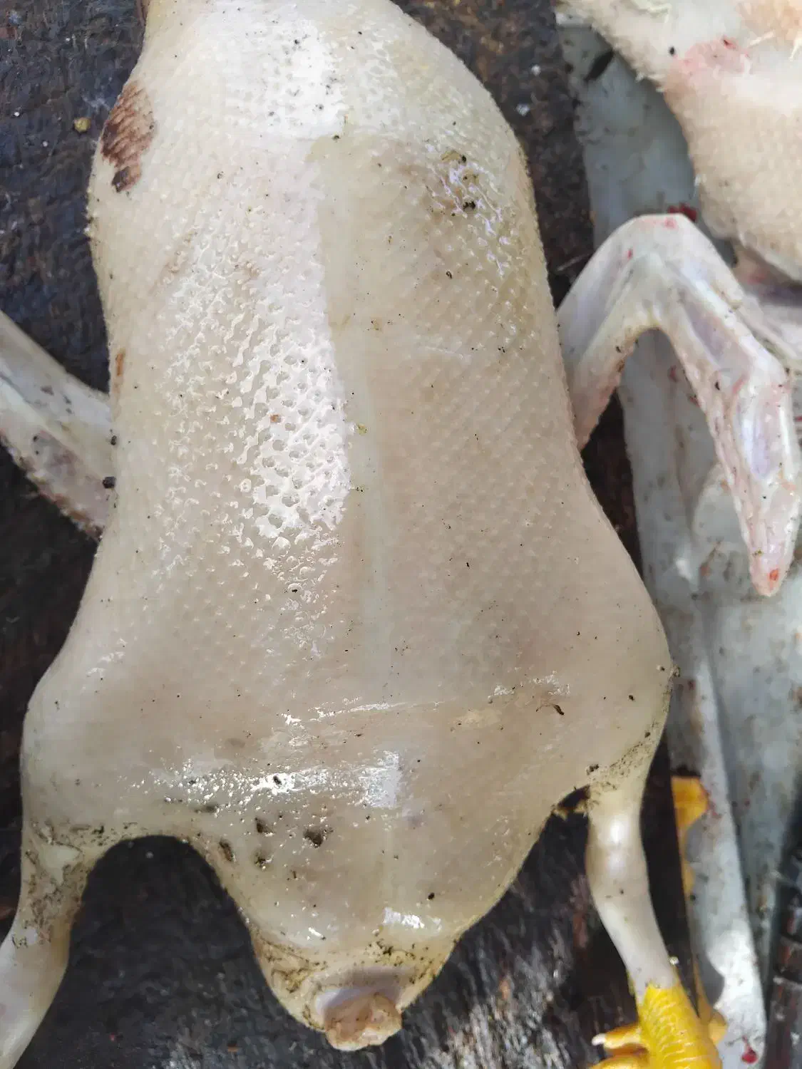 غاز.اوردک .مرغ و خروس بوقلمون ( زنده و پرکنده)|حیوانات مزرعه|رشت, فلسطین|دیوار