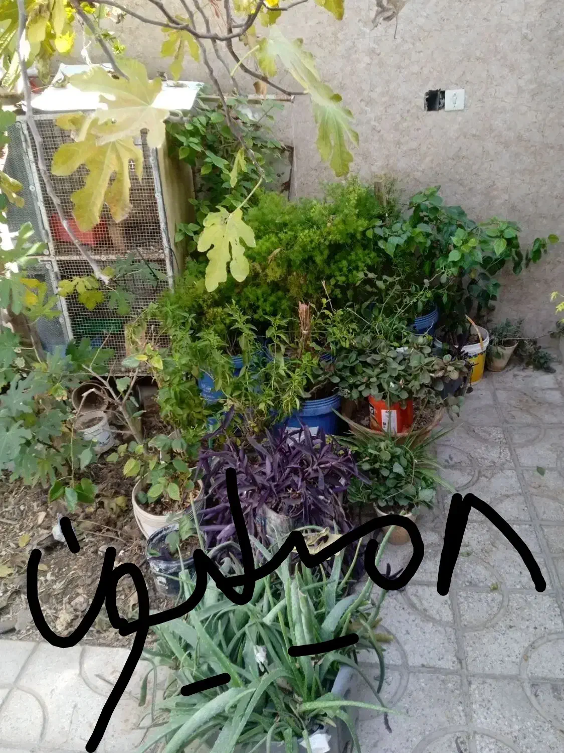 کل گیاه و درخت هفت رنگ شبدی|گل و گیاه طبیعی|شیراز, رازی|دیوار