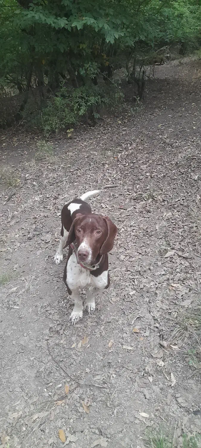 سگ دنبلانی نر ۲ساله|سگ|مینودشت, |دیوار