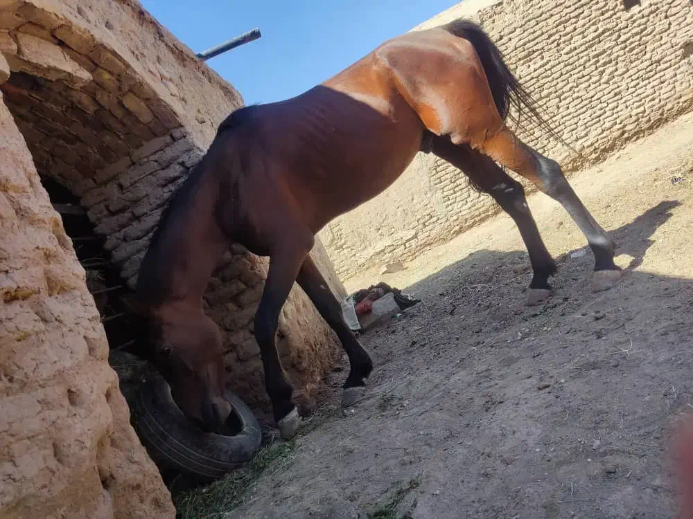 اسب دره شور|اسب و تجهیزات اسب‌سواری|رفسنجان, |دیوار