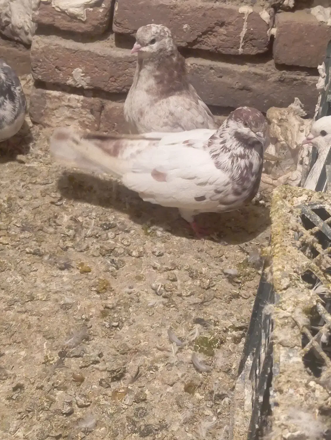 کفتر|پرنده|انزل, |دیوار