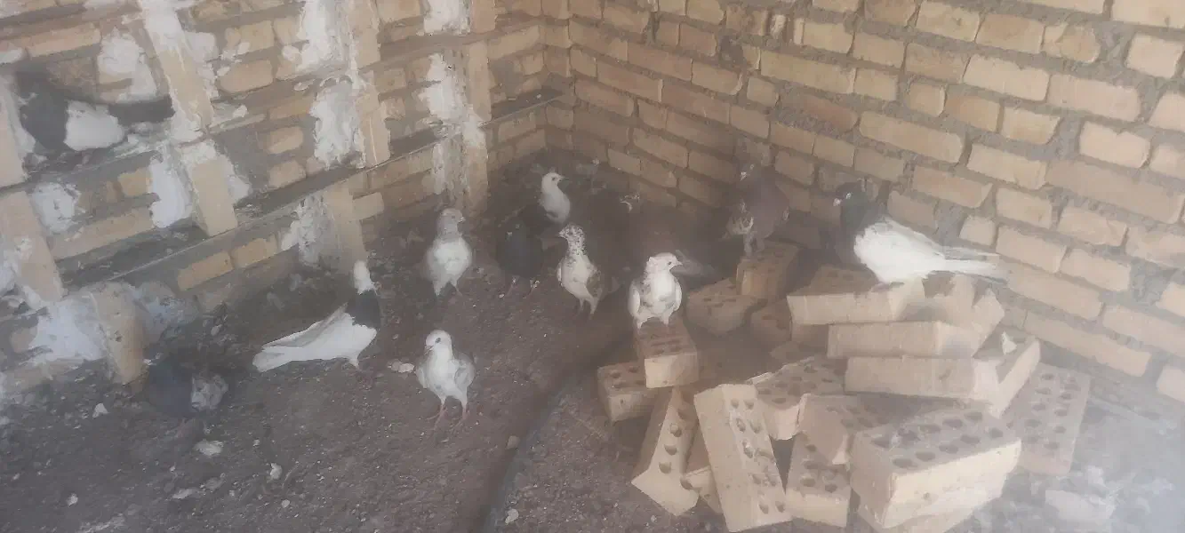 کبوتر رنگی و دورگ ۱۰ ماده ۱۸ نر|پرنده|کارون, |دیوار