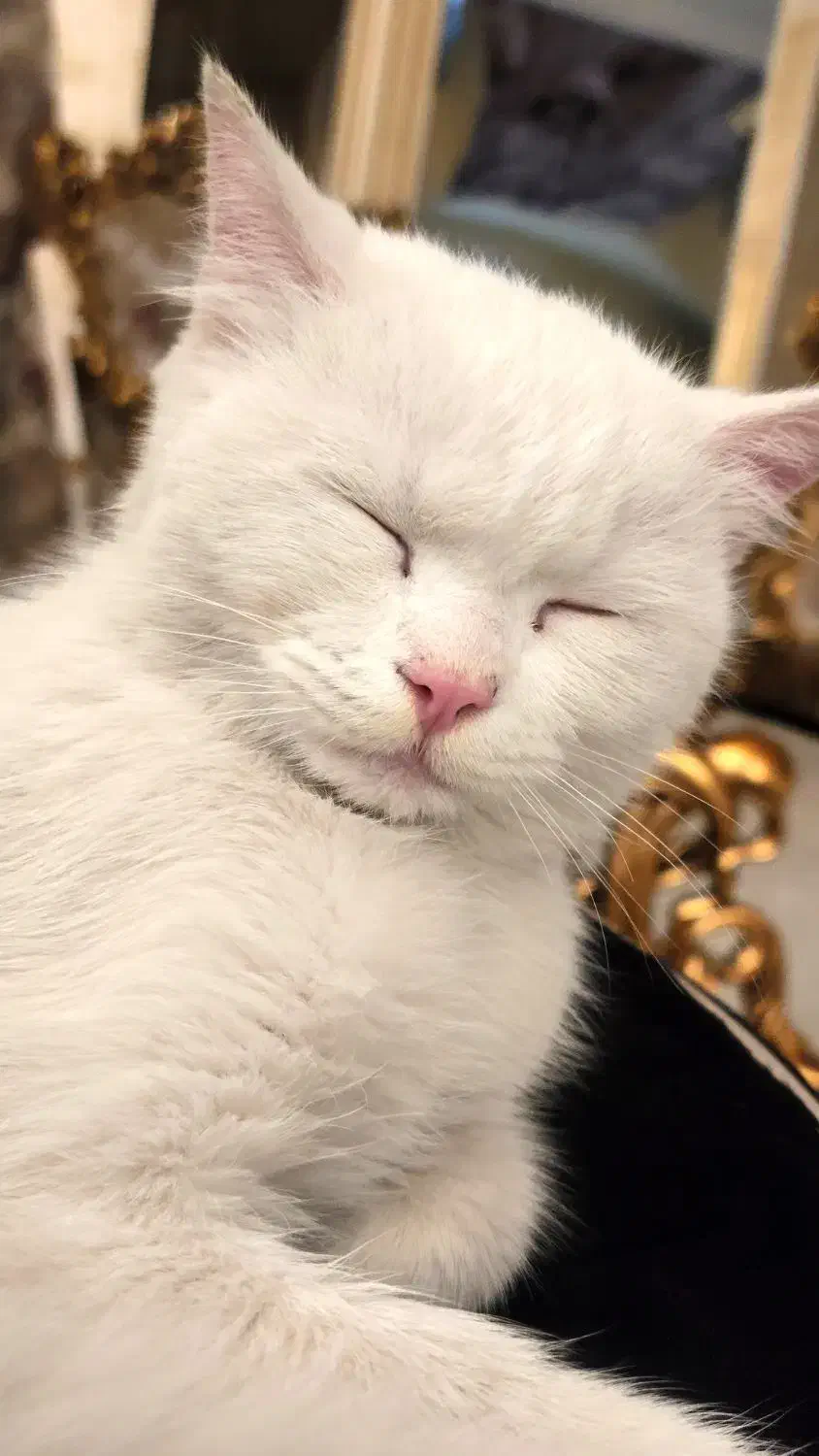 گربه بریتیش|گربه|ارومیه, |دیوار