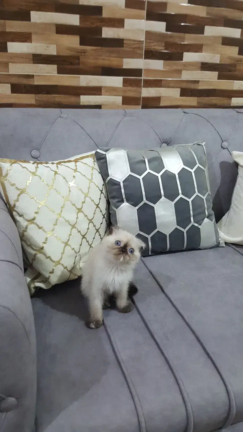 گربه نژاد دار فقط ۹ تومن|گربه|اهواز, پادادشهر|دیوار